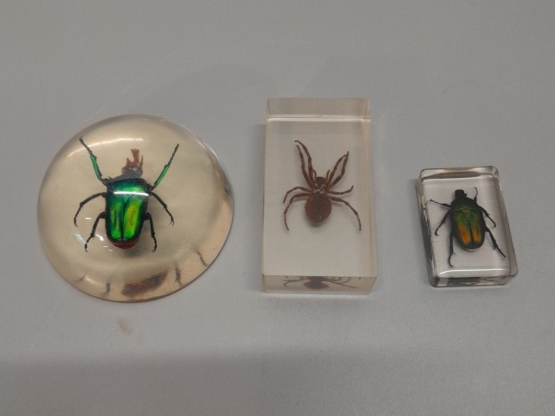 Lot van drie insekten
