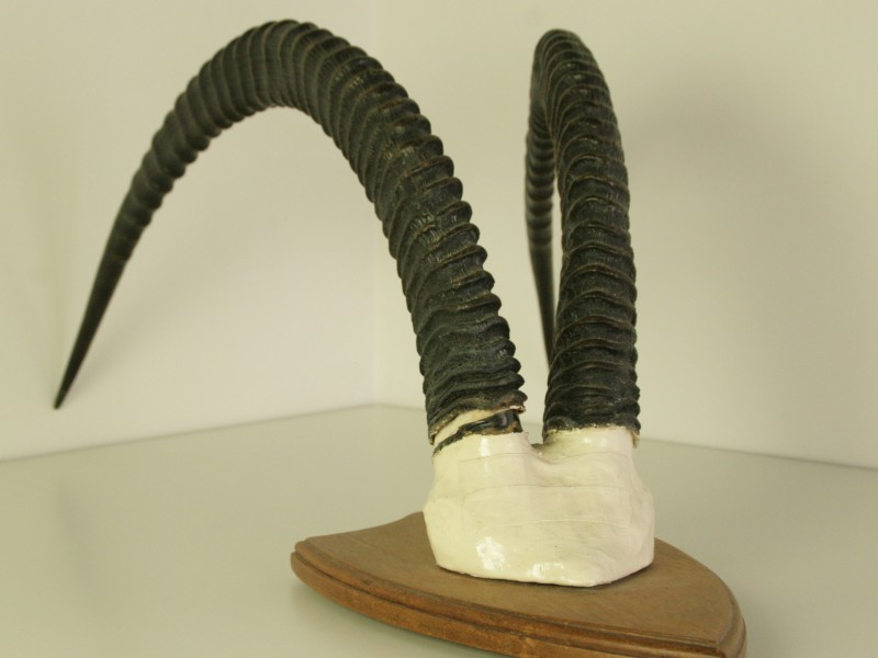 Zeer Grote Vintage Antilope Hoorns - Muurdecoratie