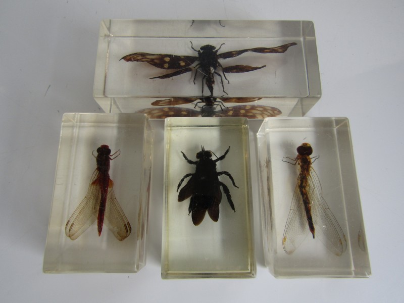 4 Gevleugelde Insecten in Kunsthars Kringwinkel